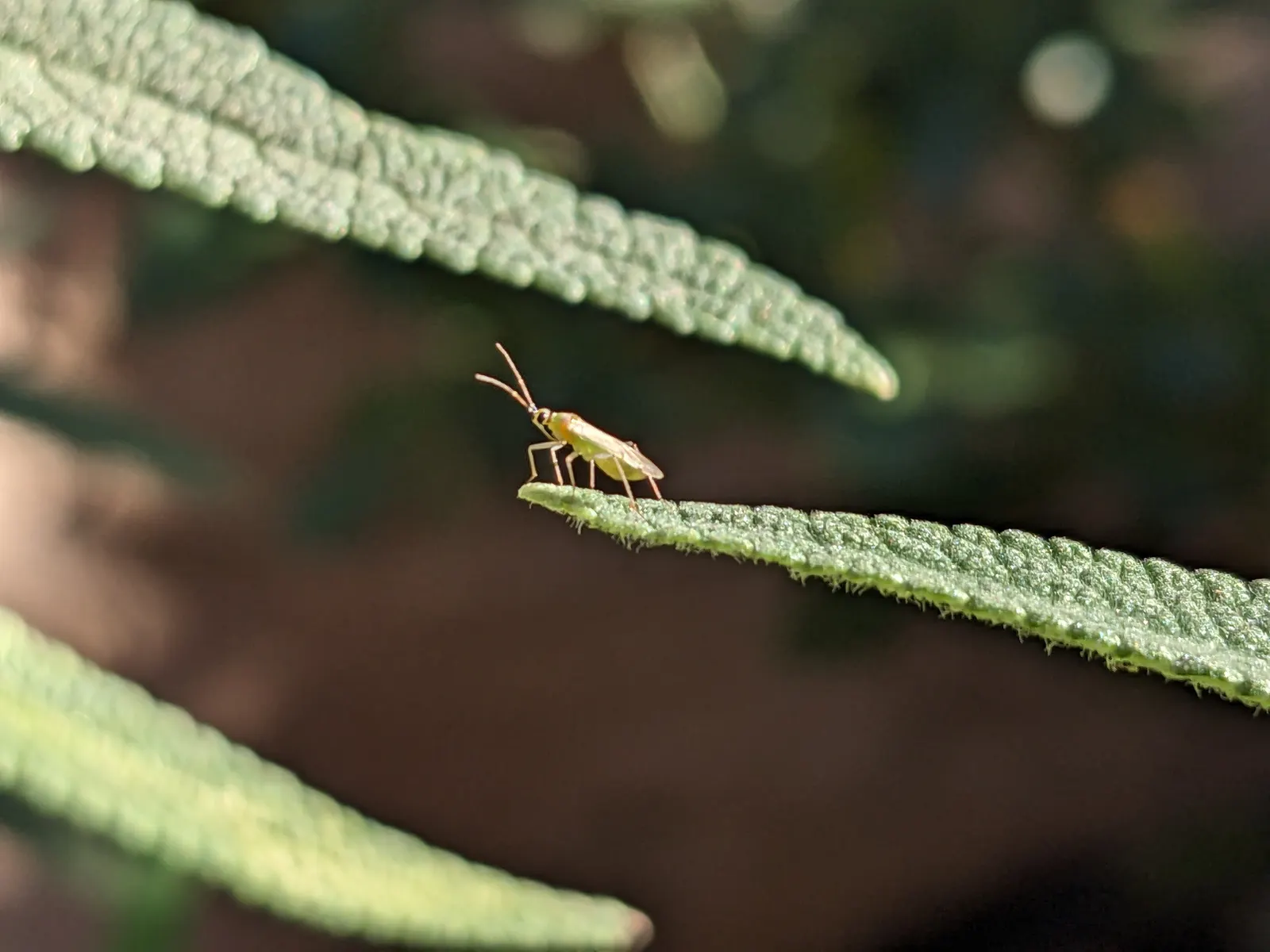 Mexican Sage (Salvia Leucantha) — With its origin in Mexico and Central America