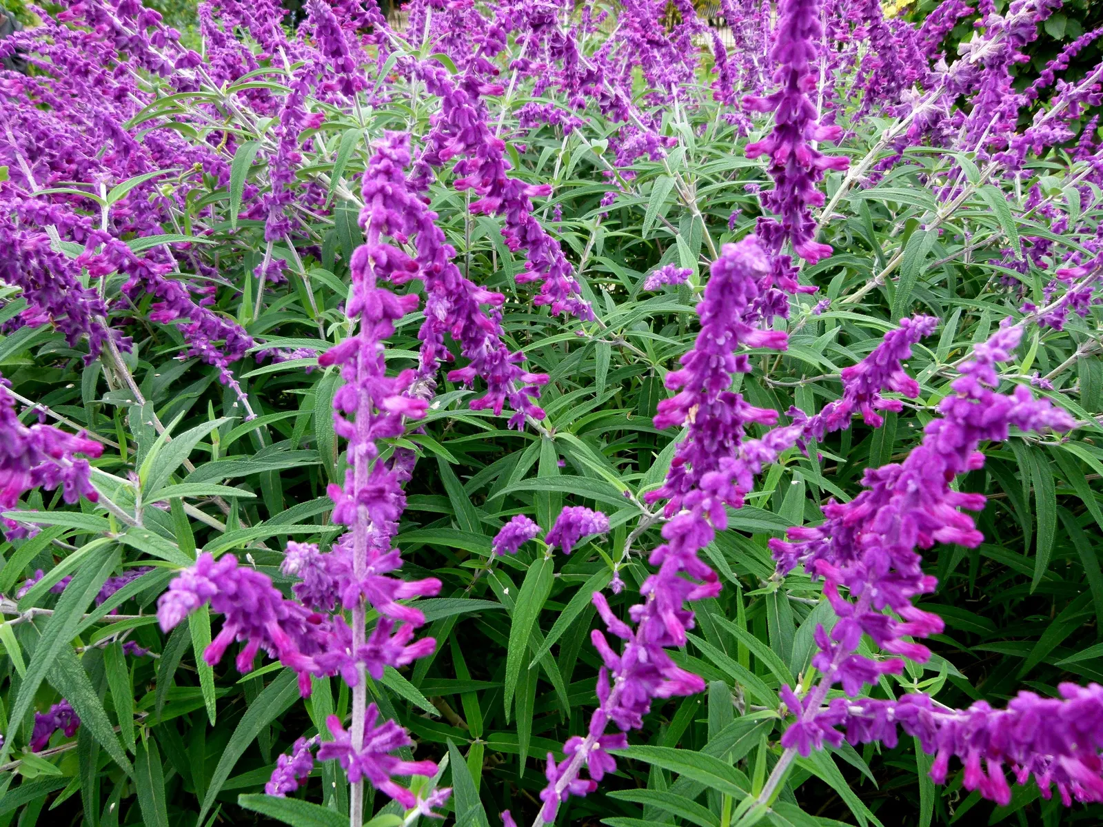 Mexican Sage (Salvia Leucantha) — purple flowers in the garden; the Mexican Sage, or Salvia leucantha, is a robust perennial known for its vibrant, image 108