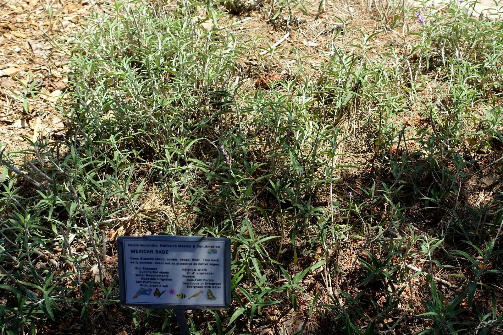 Mexican Sage (Salvia Leucantha) — It is a drought-tolerant species once established; with a rich green color on the upper surface and a white to, image 81