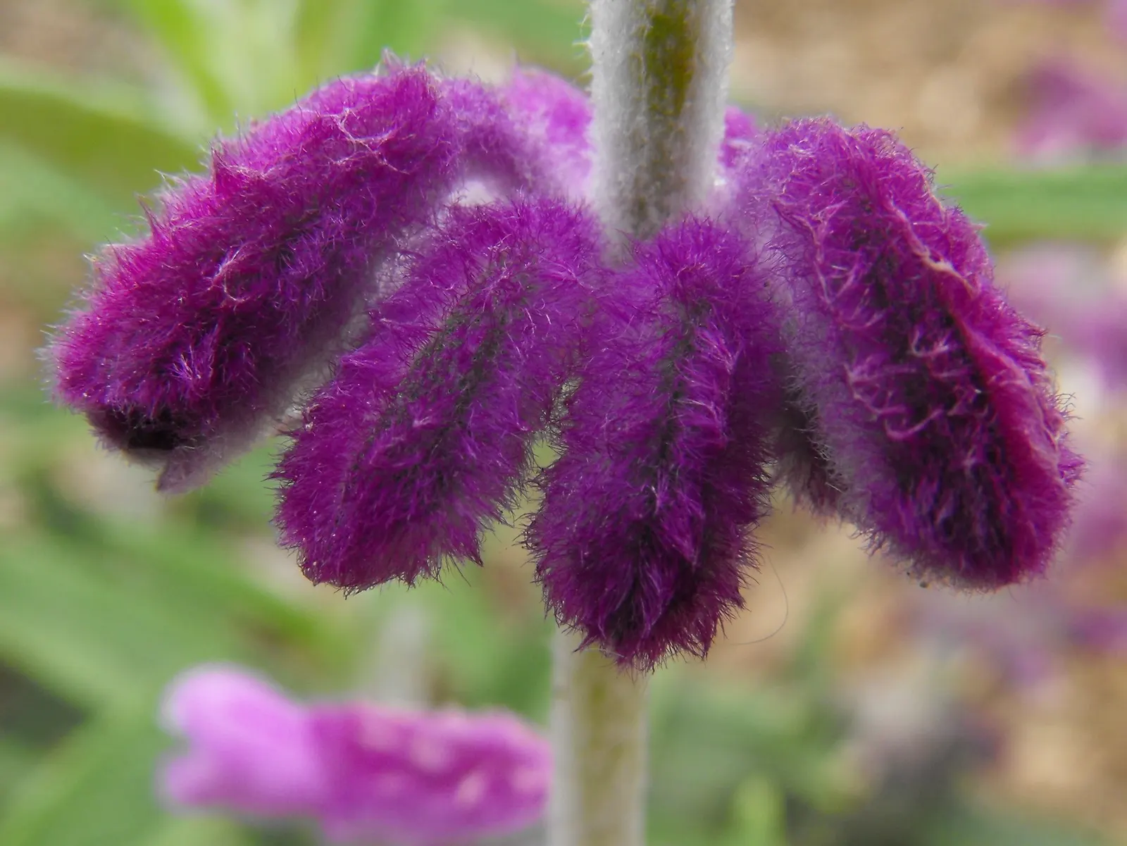 Mexican Sage (Salvia Leucantha) — featuring linear leaves that grow up to 4 inches long; shrub for full or half