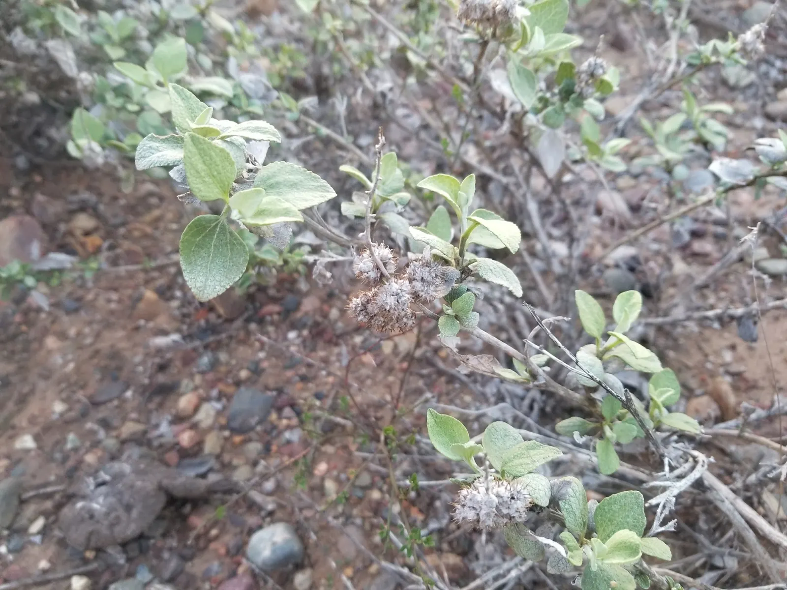 Mexican Sage (Salvia Leucantha) — featuring linear leaves that grow up to 4 inches long; shrub for full or half, image 57