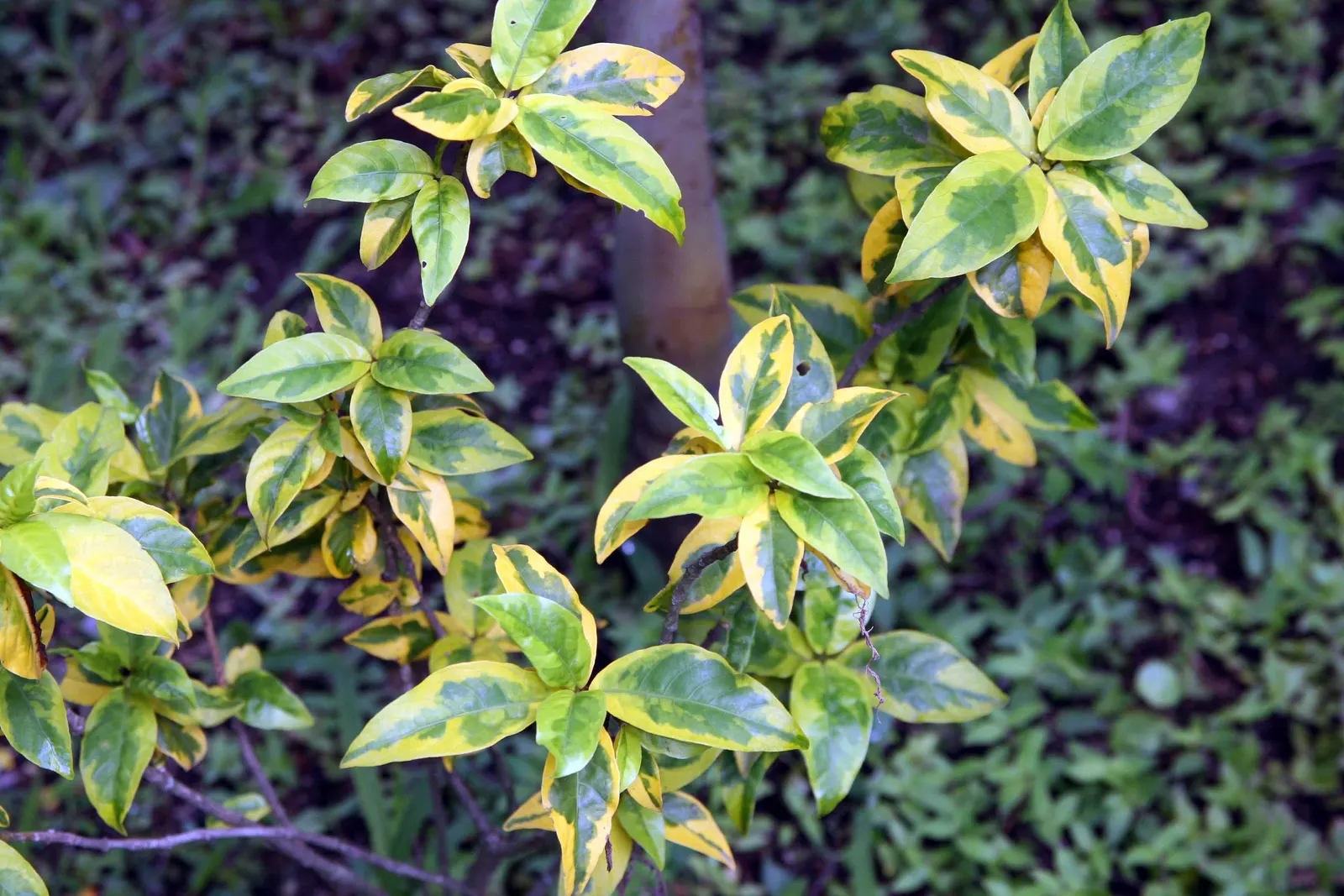 Emerald Gaiety Euonymus (Euonymus Fortunei 'Emerald Gaiety') — where its climbing tendency allows it to extend up to 8 feet with support