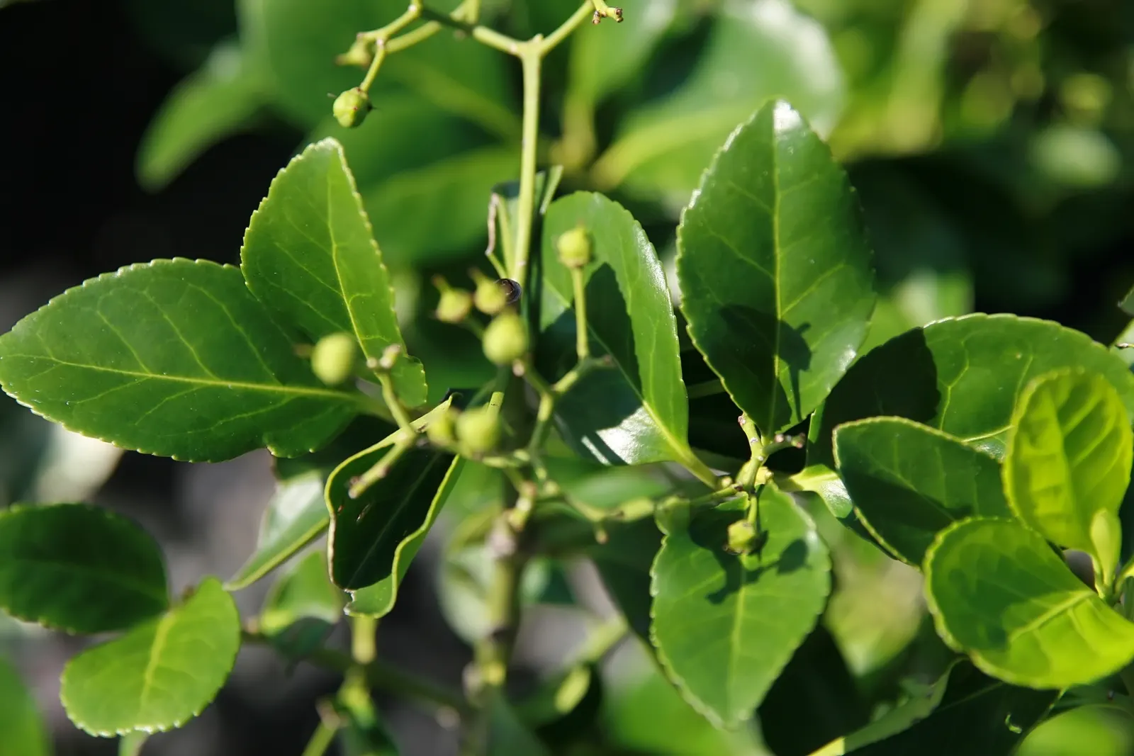 Emerald Gaiety Euonymus (Euonymus Fortunei 'Emerald Gaiety') — It can adapt to a range of conditions