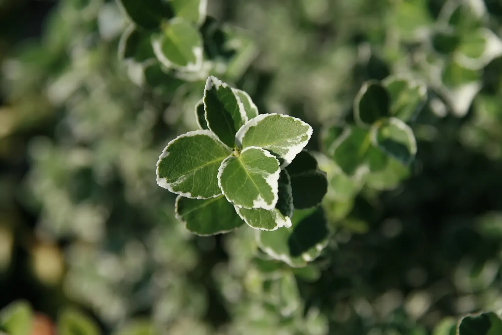 Emerald Gaiety Euonymus (Euonymus Fortunei 'Emerald Gaiety') — Occasional pruning may be necessary to maintain its shape