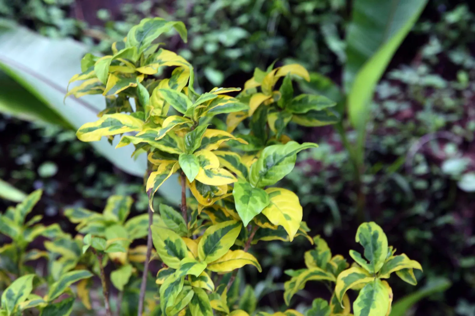 Emerald Gaiety Euonymus (Euonymus Fortunei 'Emerald Gaiety') — with a growth rate that can be described as moderate