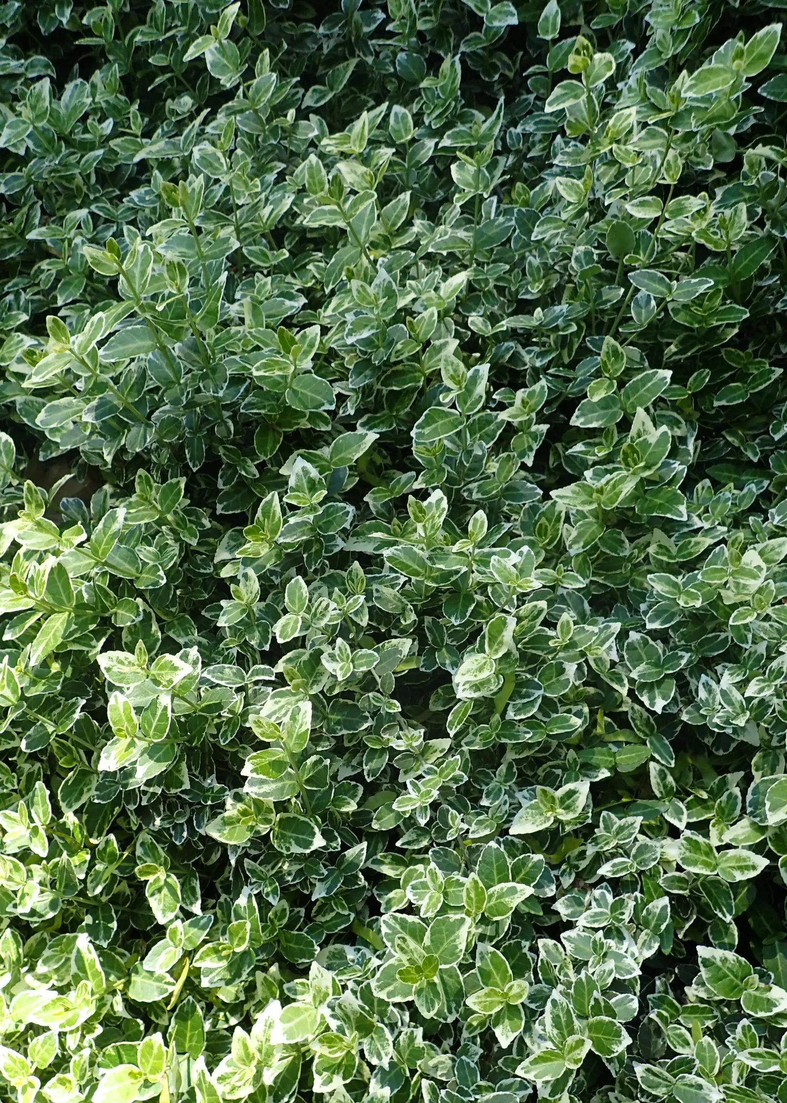 Emerald Gaiety Euonymus (Euonymus Fortunei 'Emerald Gaiety') — The contrast of its leaves against dark green backgrounds or red-bricked edifices can be quite