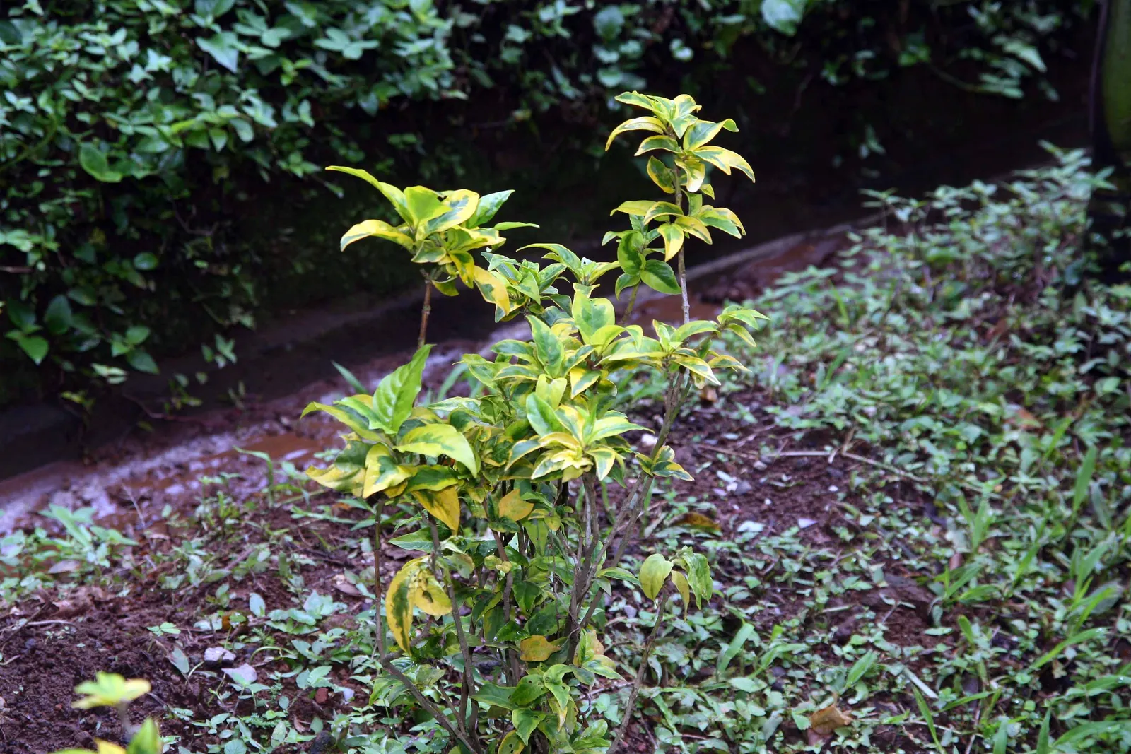 Emerald Gaiety Euonymus (Euonymus Fortunei 'Emerald Gaiety') — particularly if used as a hedge or border plant.<br><br>When planning your landscape design