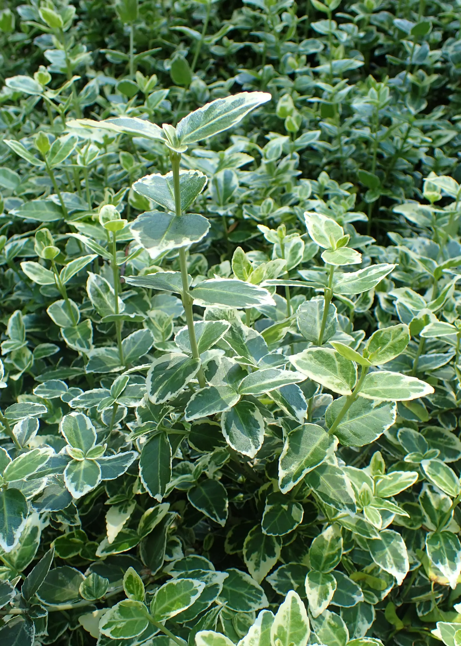 Emerald Gaiety Euonymus (Euonymus Fortunei 'Emerald Gaiety') — consider incorporating the Emerald Gaiety Euonymus as groundcover or as a climber against walls