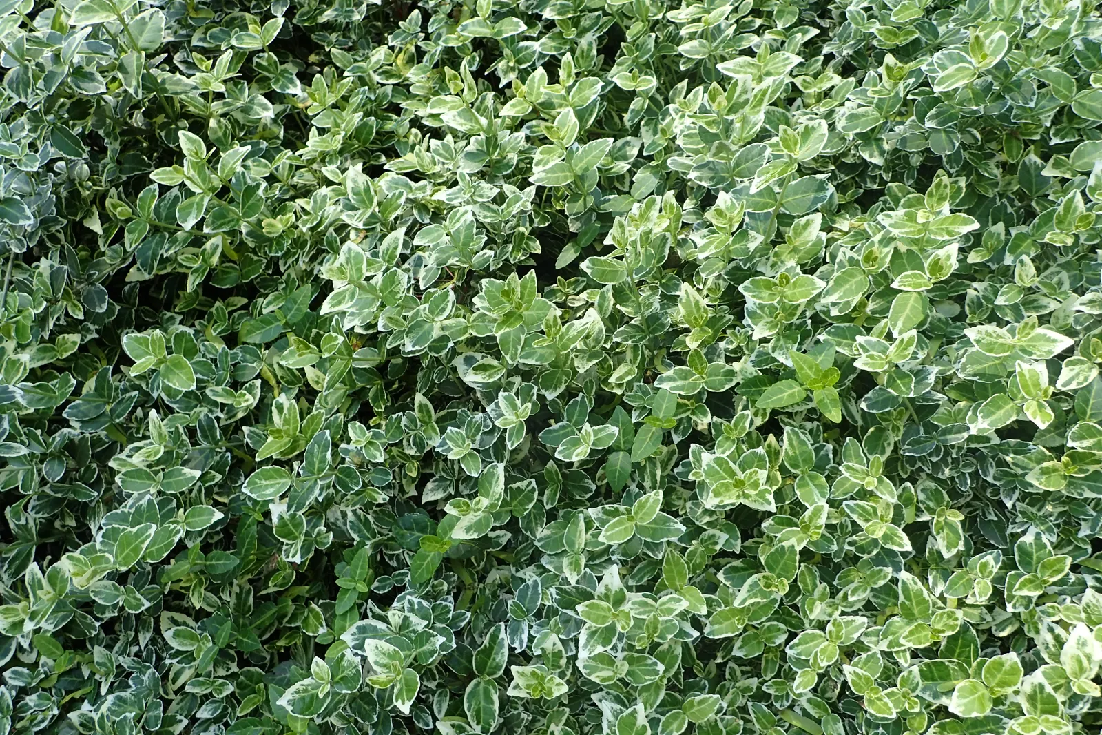 Emerald Gaiety Euonymus (Euonymus Fortunei 'Emerald Gaiety') — It reaches up to 5 feet in height and spreads to 4 feet