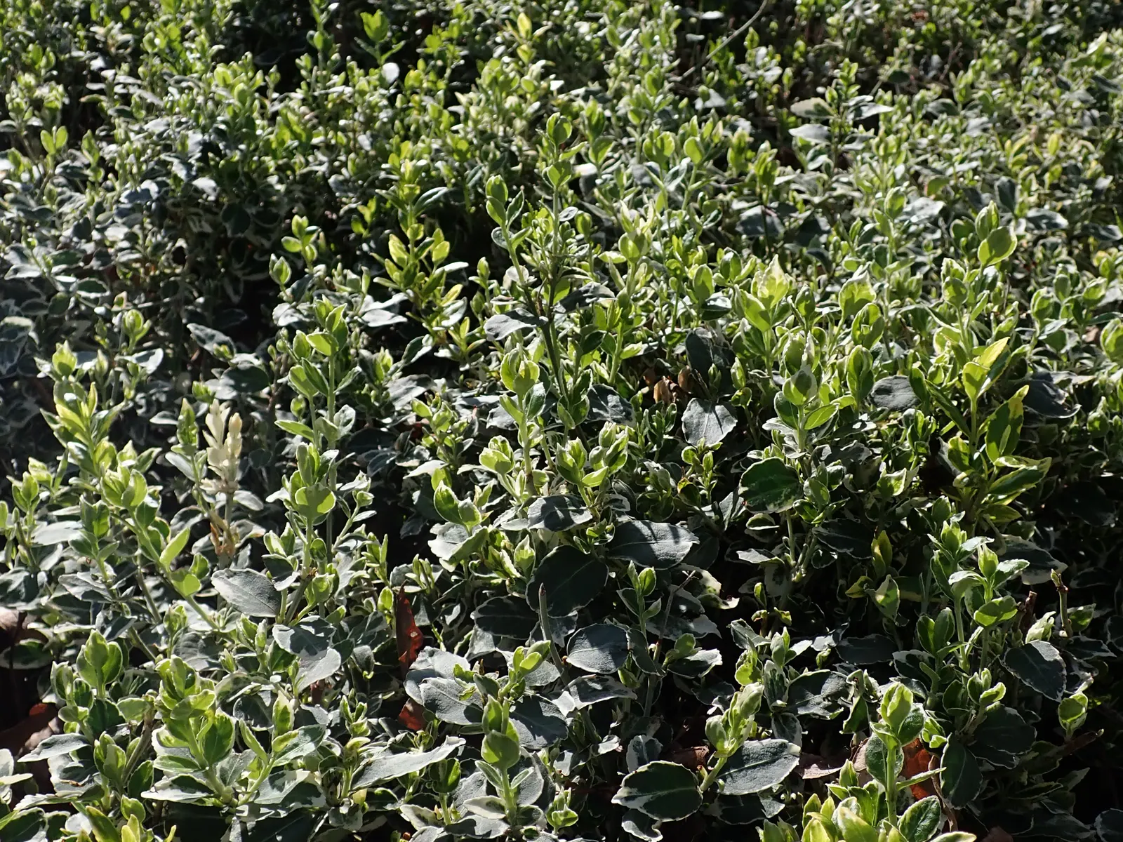 Emerald Gaiety Euonymus (Euonymus Fortunei 'Emerald Gaiety') — Hardy in USDA zones 5-8, it requires minimal maintenance