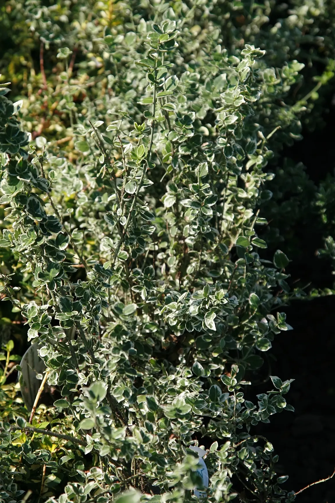 Emerald Gaiety Euonymus (Euonymus Fortunei 'Emerald Gaiety') — Emerald Gaiety Euonymus typically reaches a height and spread of 3 to 5 feet