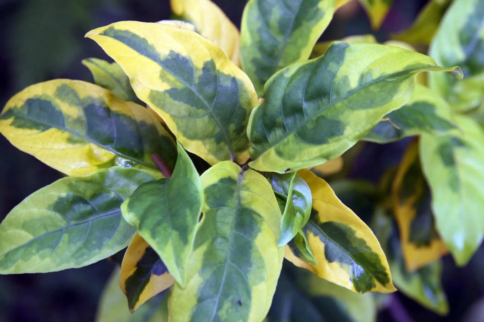 Emerald Gaiety Euonymus (Euonymus Fortunei 'Emerald Gaiety') — but variegation is most pronounced in brighter light