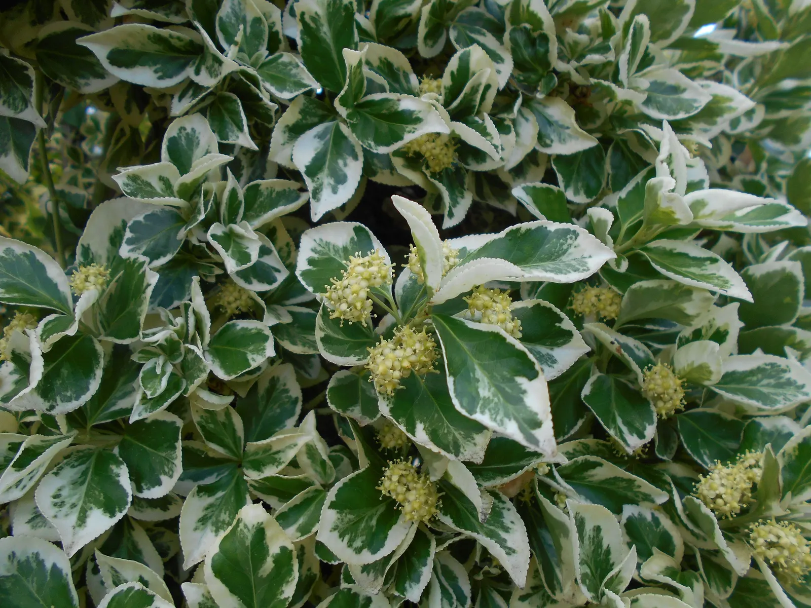 Emerald Gaiety Euonymus (Euonymus Fortunei 'Emerald Gaiety') — Ideal for borders or as ground cover, it tolerates a range of soil types and prefers full sun to