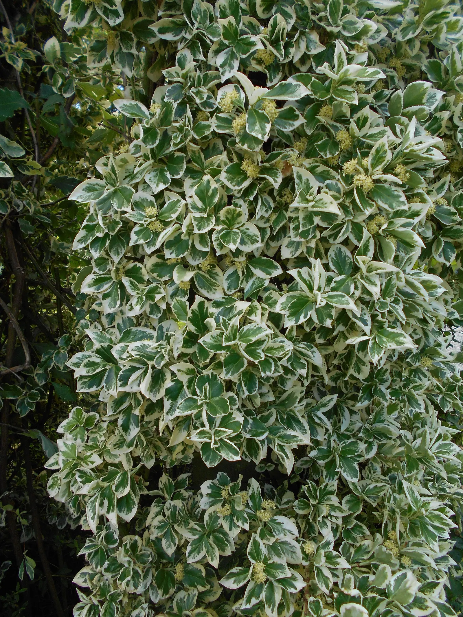 Emerald Gaiety Euonymus (Euonymus Fortunei 'Emerald Gaiety') — Its variegated leaves have green centers and white margins, turning pink in cooler weather