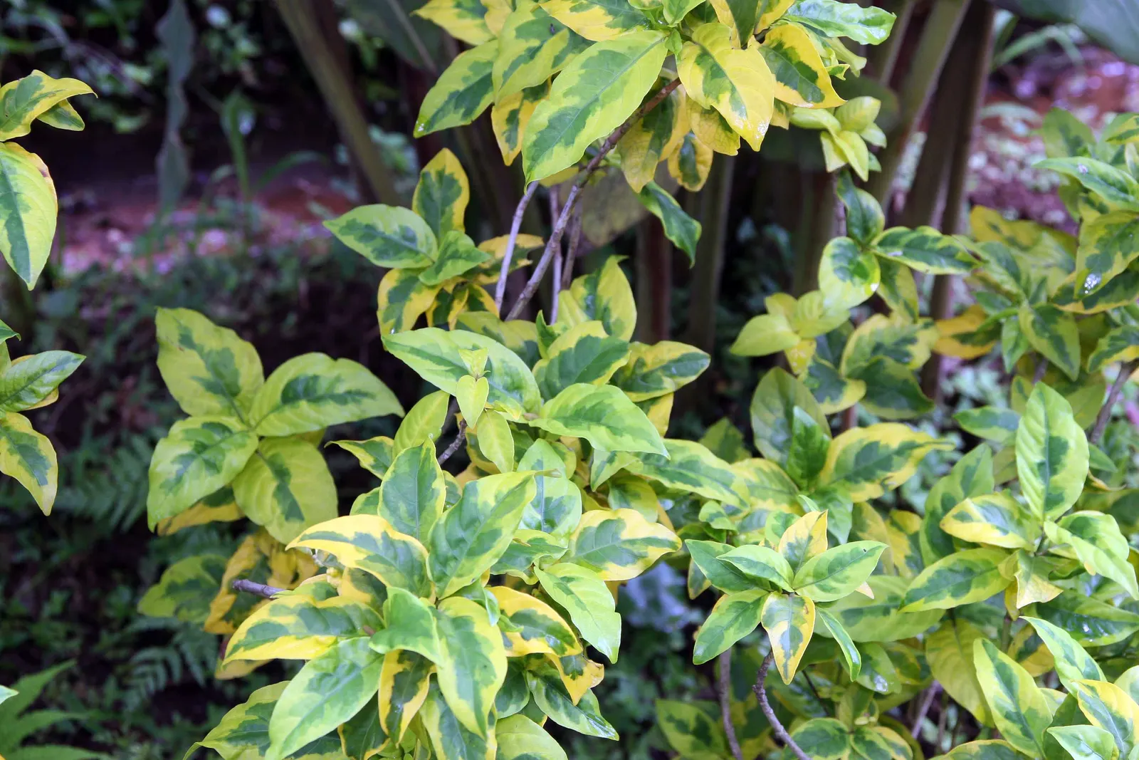 Emerald Gaiety Euonymus (Euonymus Fortunei 'Emerald Gaiety') — from full sun to partial shade