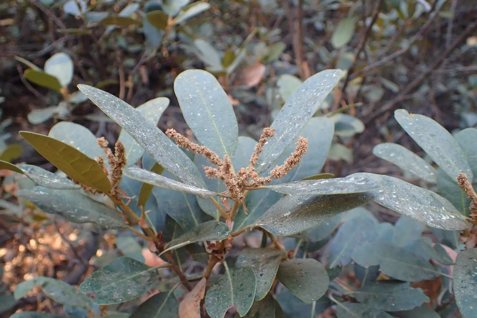 Bush Chinkapin (Chrysolepis Sempervirens) — and need moderate moisture