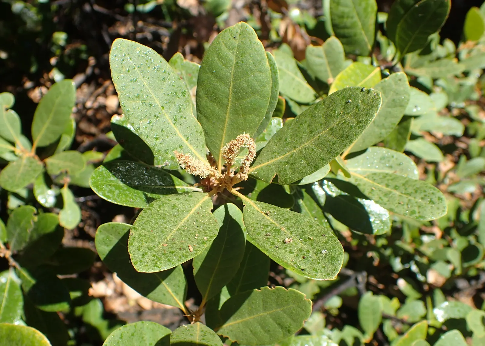 Bush Chinkapin (Chrysolepis Sempervirens) — the Bush Chinkapin serves well in rock gardens