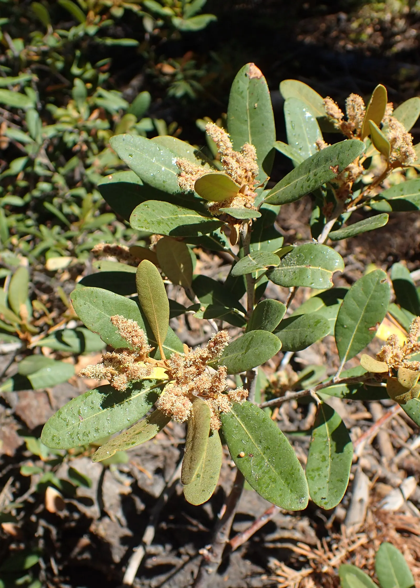 Bush Chinkapin (Chrysolepis Sempervirens) — Ideal for adding texture and year-round interest to landscapes