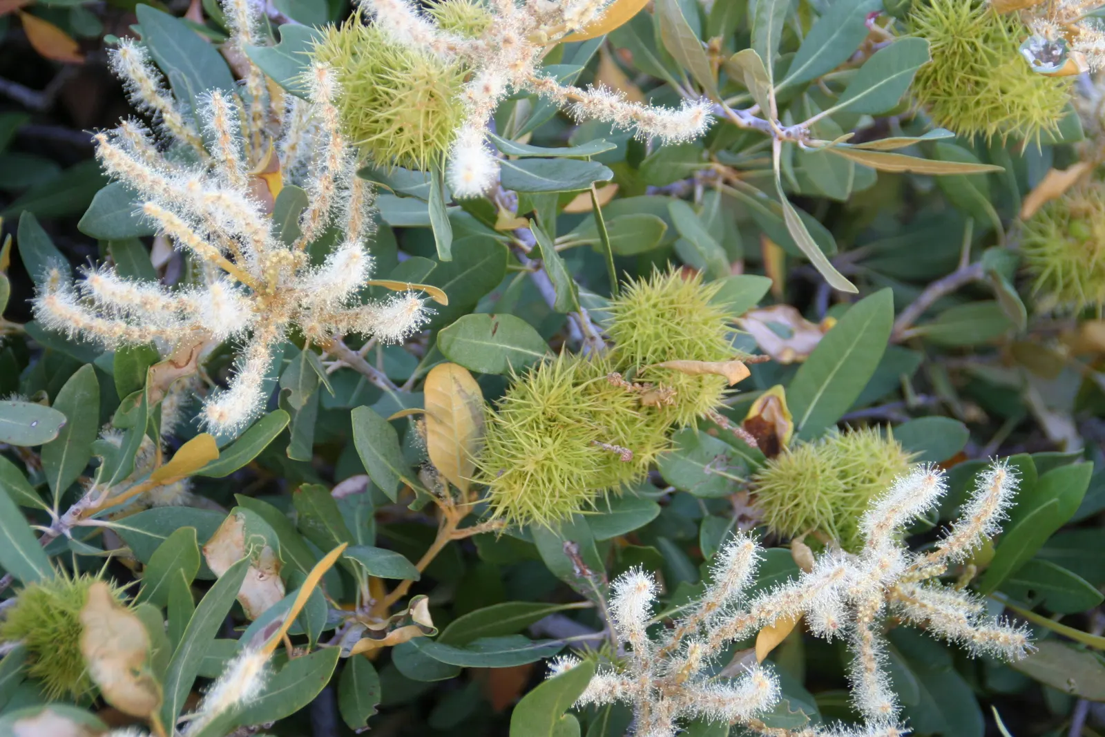 Bush Chinkapin (Chrysolepis Sempervirens) — They prefer well-draining soil