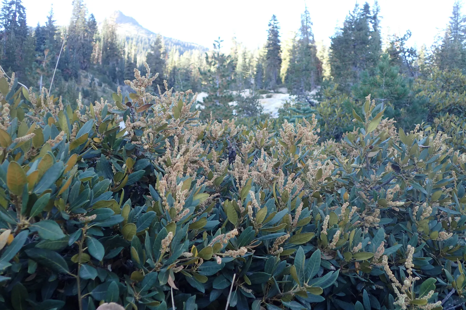 Bush Chinkapin (Chrysolepis Sempervirens) — presents a distinctive element in any landscape due to its unique growth habits and attractive foliage