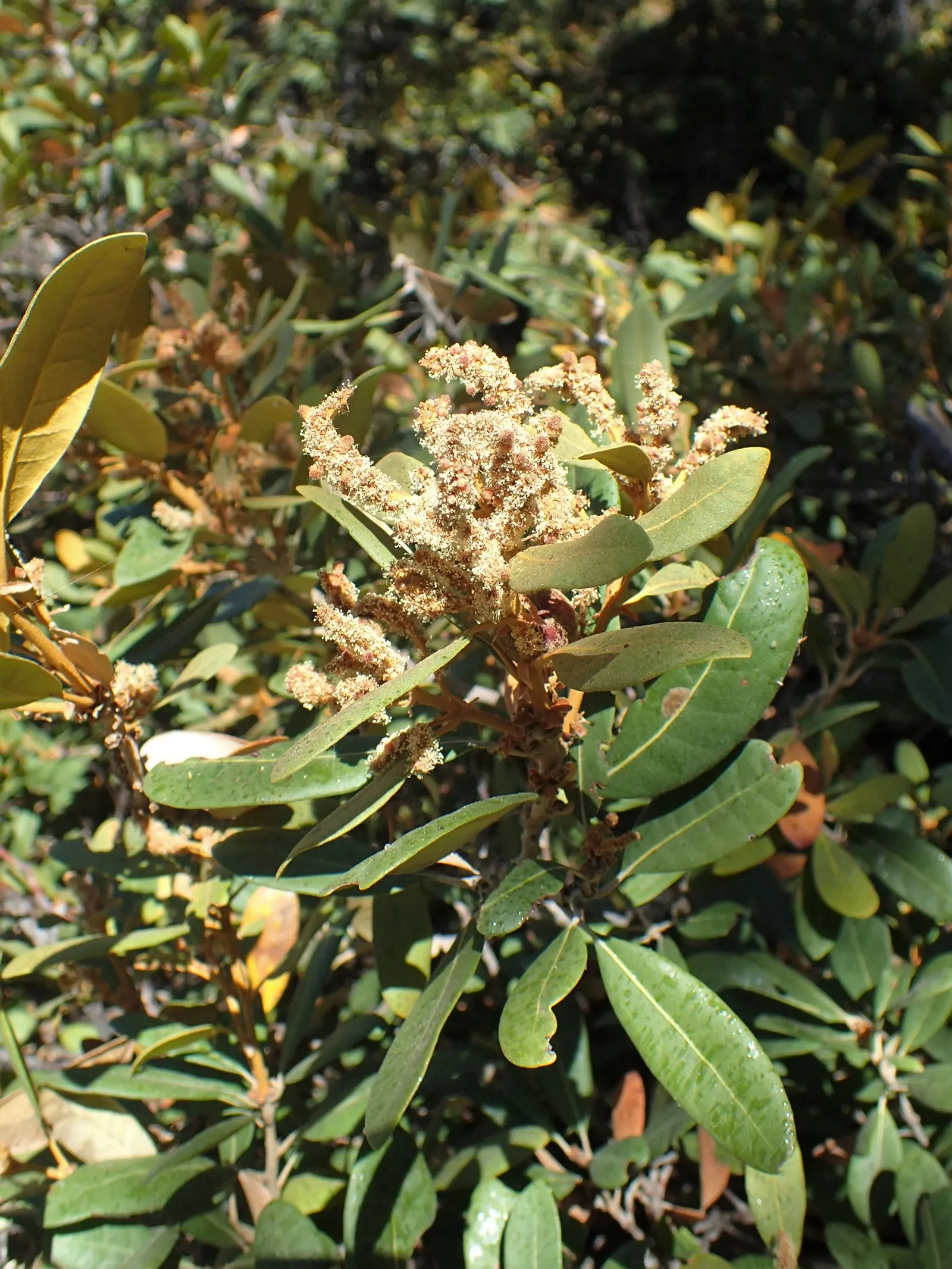 Bush Chinkapin (Chrysolepis Sempervirens) — Prefers well-drained soils and part to full sun