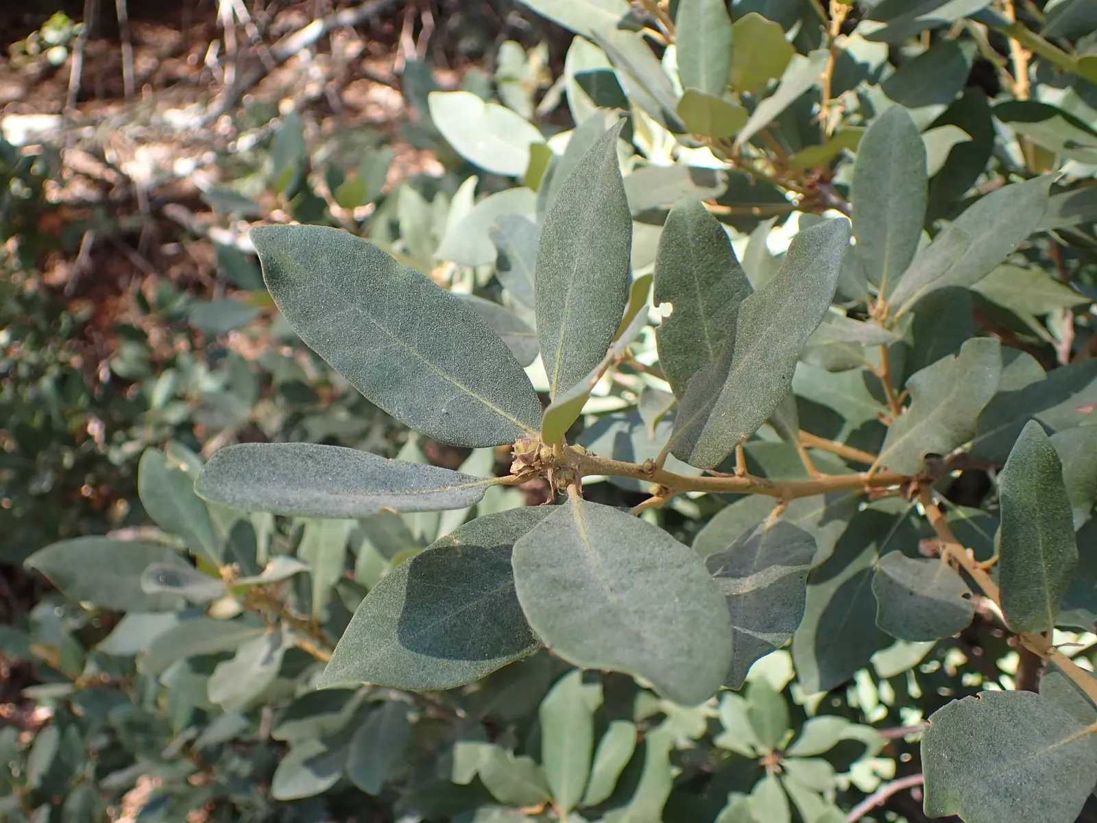 Bush Chinkapin (Chrysolepis Sempervirens) — can tolerate a range of soil types