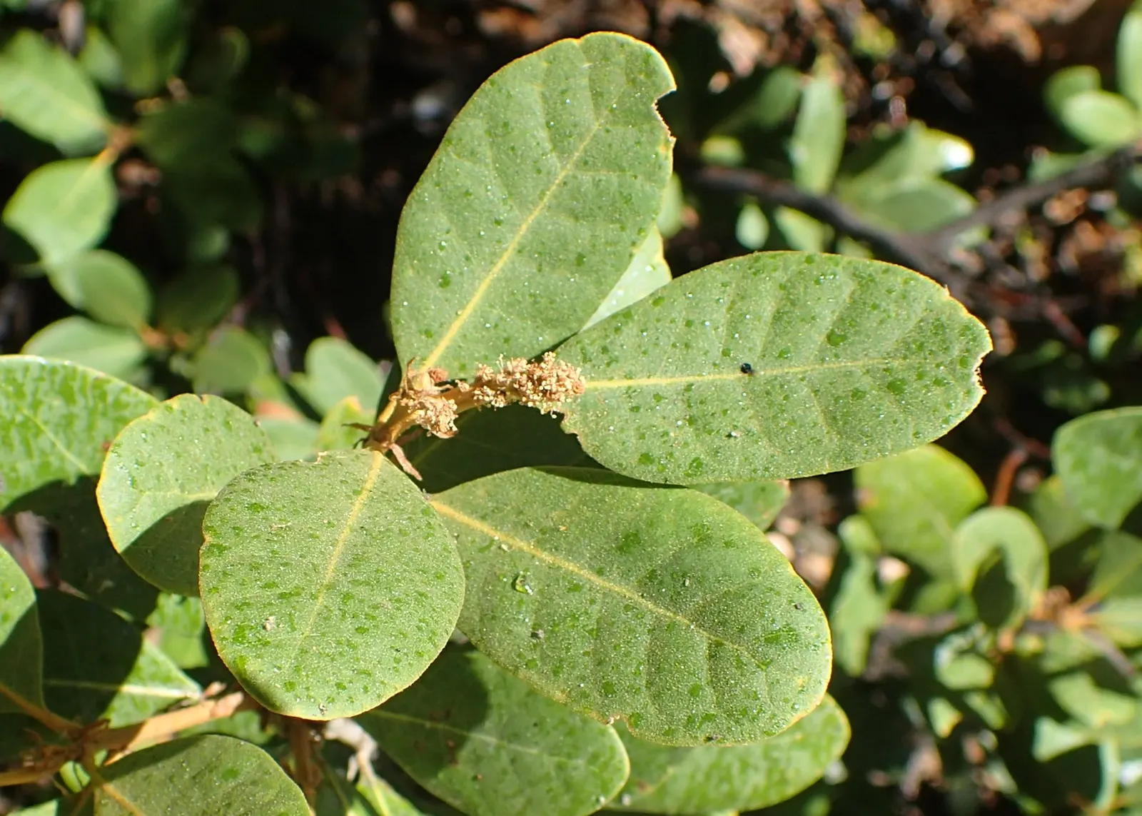 Bush Chinkapin (Chrysolepis Sempervirens) — It boasts glossy, serrated leaves and offers showy yellow catkins in summer followed by spiny fruits