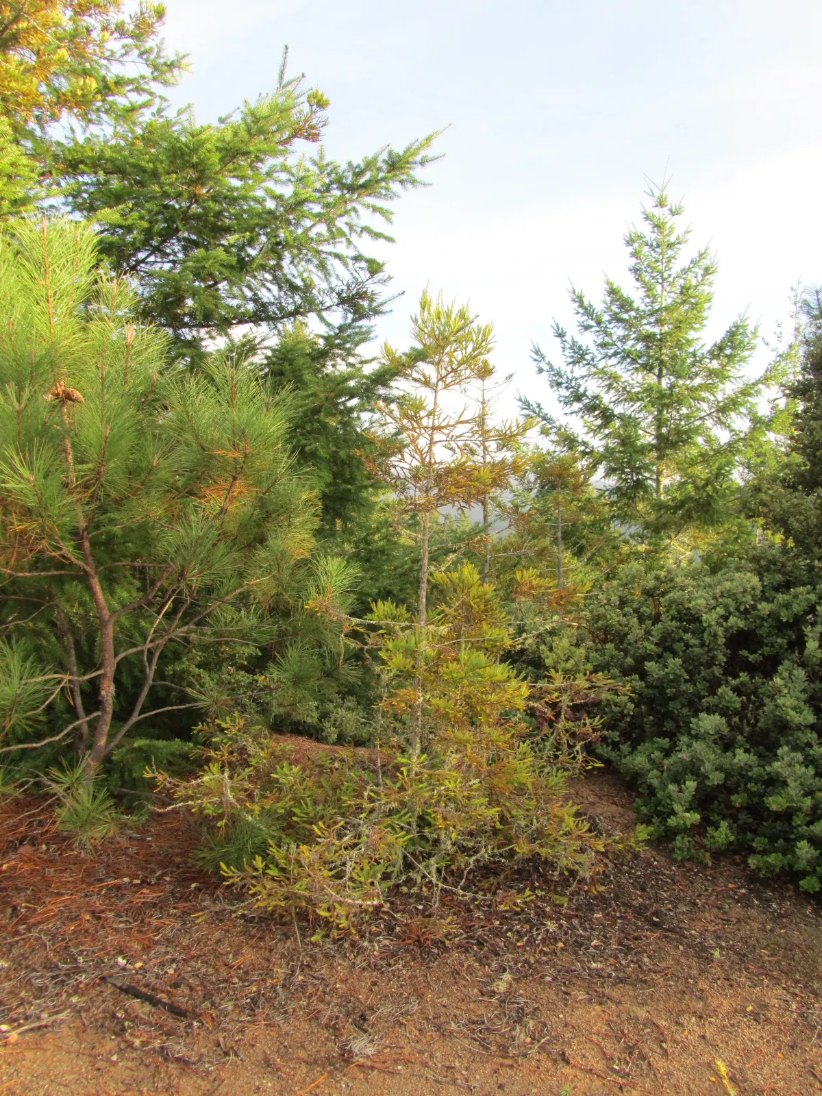Bush Chinkapin (Chrysolepis Sempervirens) — their hardiness and ability to grow in USDA zones 7 through 9 should be considered