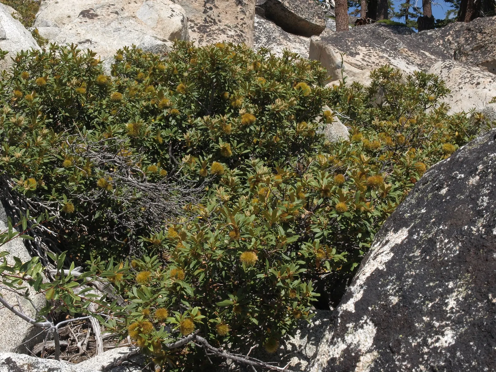 Bush Chinkapin (Chrysolepis Sempervirens) — Its leaves are particularly notable for their glossy