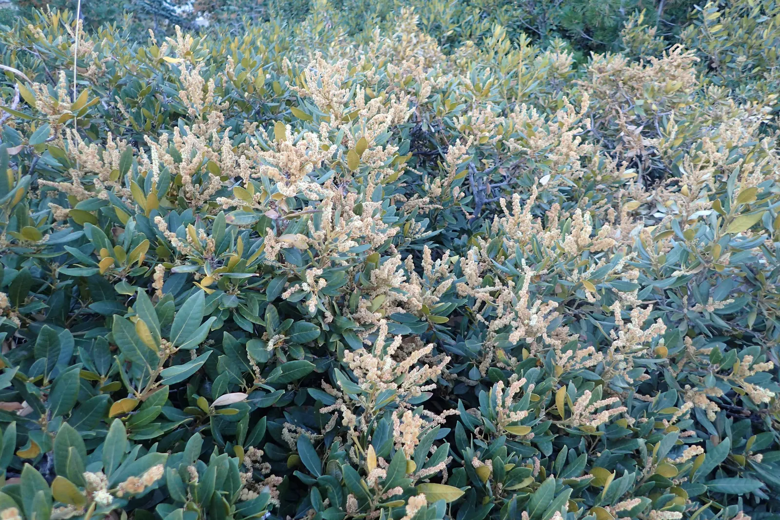 Bush Chinkapin (Chrysolepis Sempervirens) — generally requiring between 30 to 60 inches of water annually