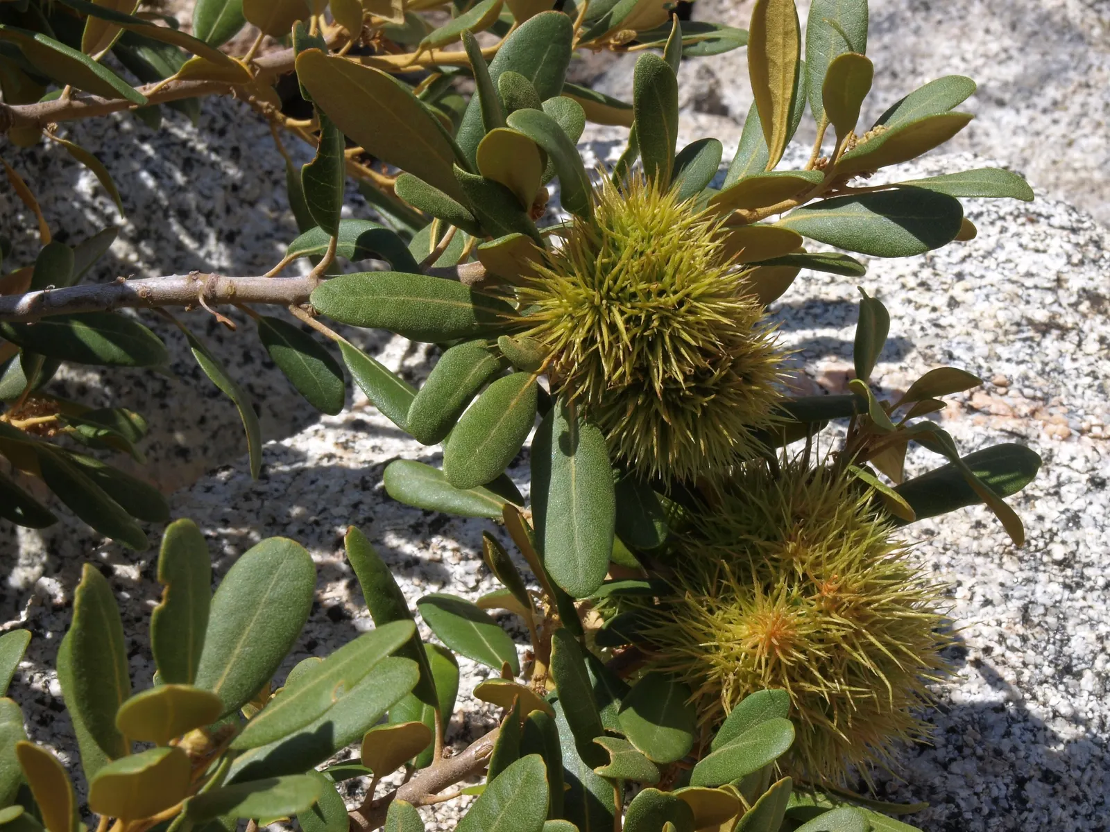 Bush Chinkapin (Chrysolepis Sempervirens) — presenting a leathery texture