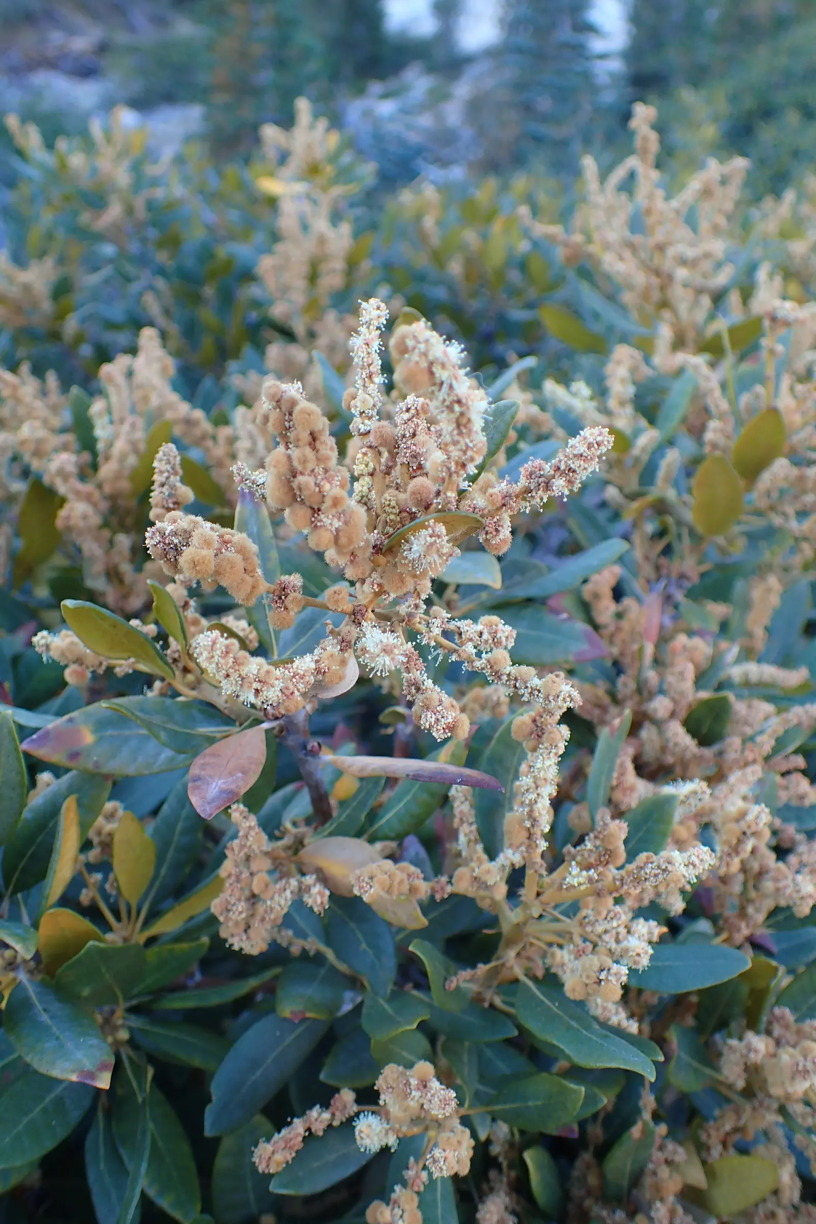Bush Chinkapin (Chrysolepis Sempervirens) — this low-maintenance plant is also fire-resistant