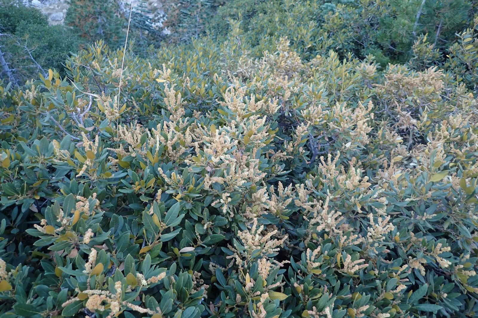 Bush Chinkapin (Chrysolepis Sempervirens) — reaches 5-8 ft tall and thrives in USDA zones 7-9