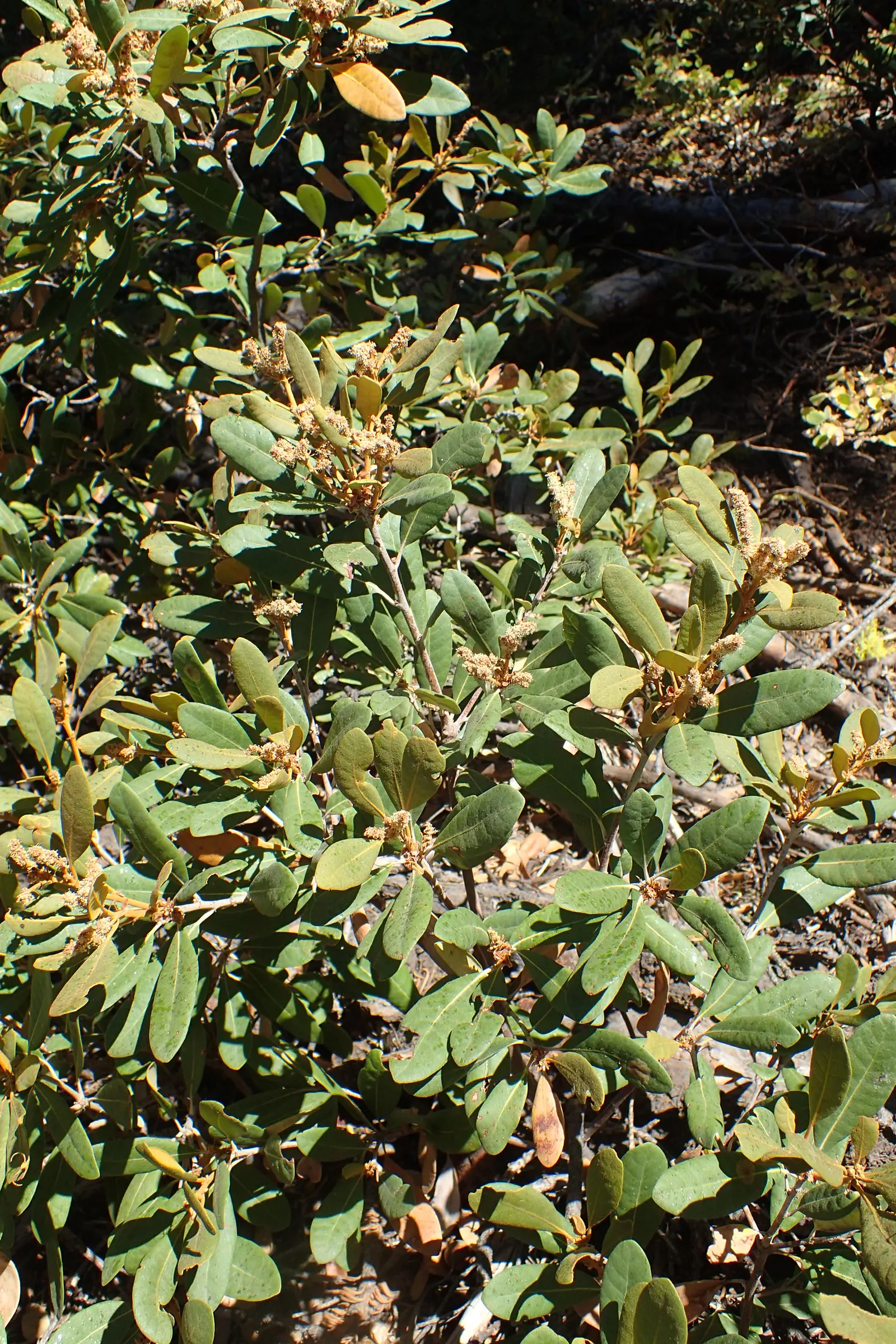 Bush Chinkapin (Chrysolepis Sempervirens) — enhancing its value in fire-prone regions