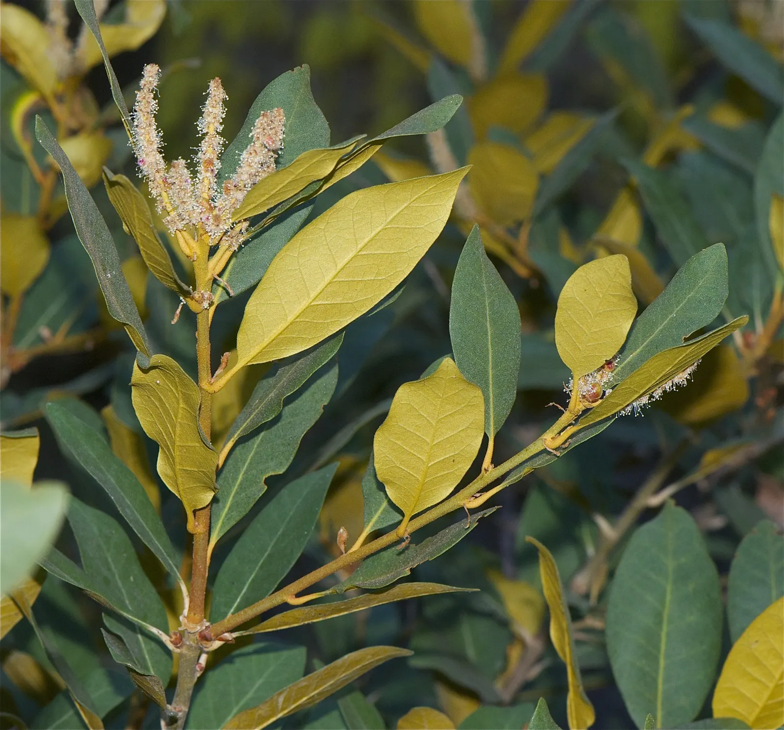 Bush Chinkapin (Chrysolepis Sempervirens) — The Bush Chinkapin (Chrysolepis sempervirens)