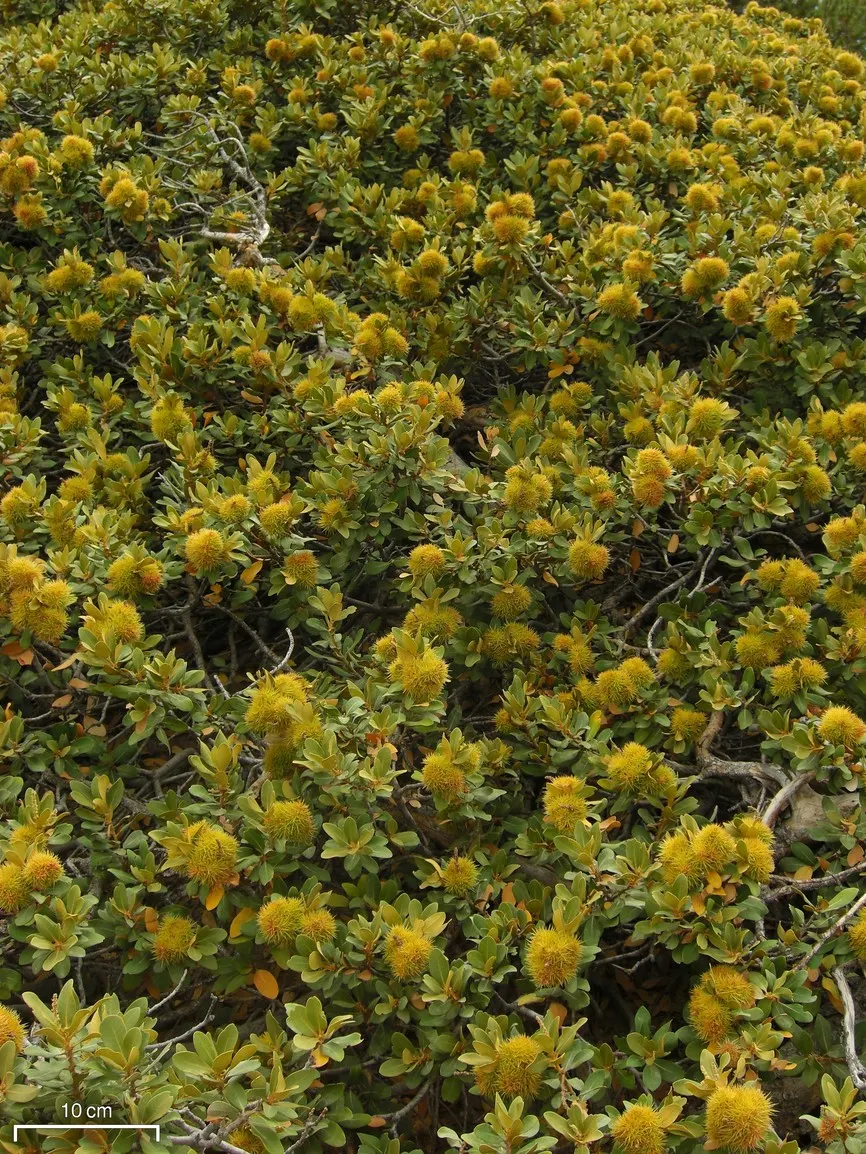 Bush Chinkapin (Chrysolepis Sempervirens) — and range from 1 to 3 inches in length with a serrated margin