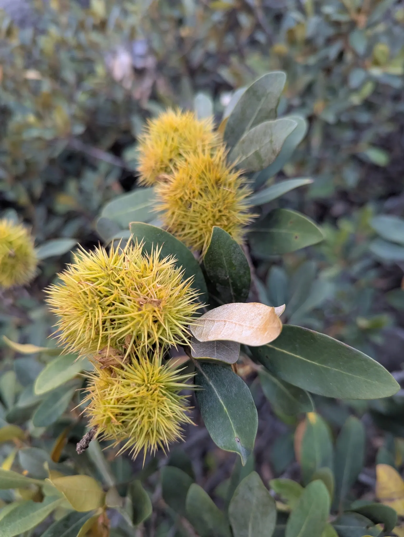 Bush Chinkapin (Chrysolepis Sempervirens) — scientifically named Chrysolepis sempervirens