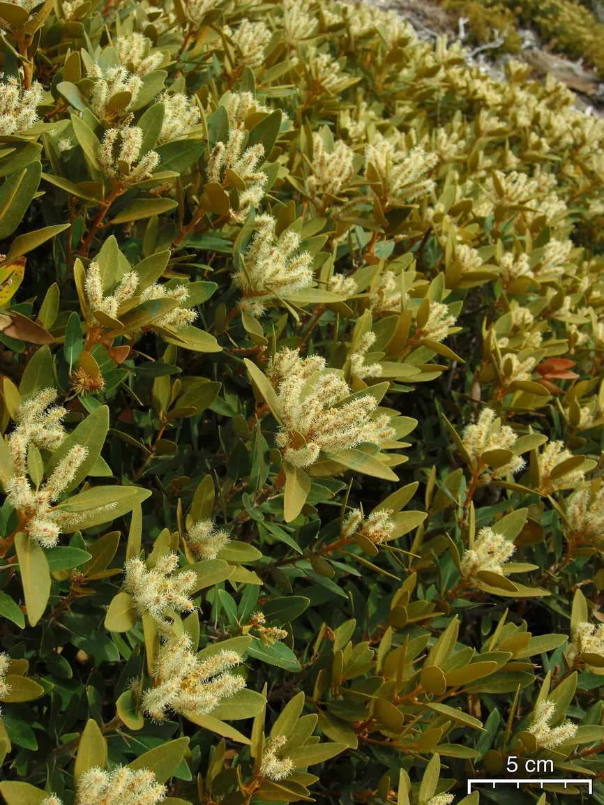 Bush Chinkapin (Chrysolepis Sempervirens) — This evergreen shrub or small tree is native to the western United States