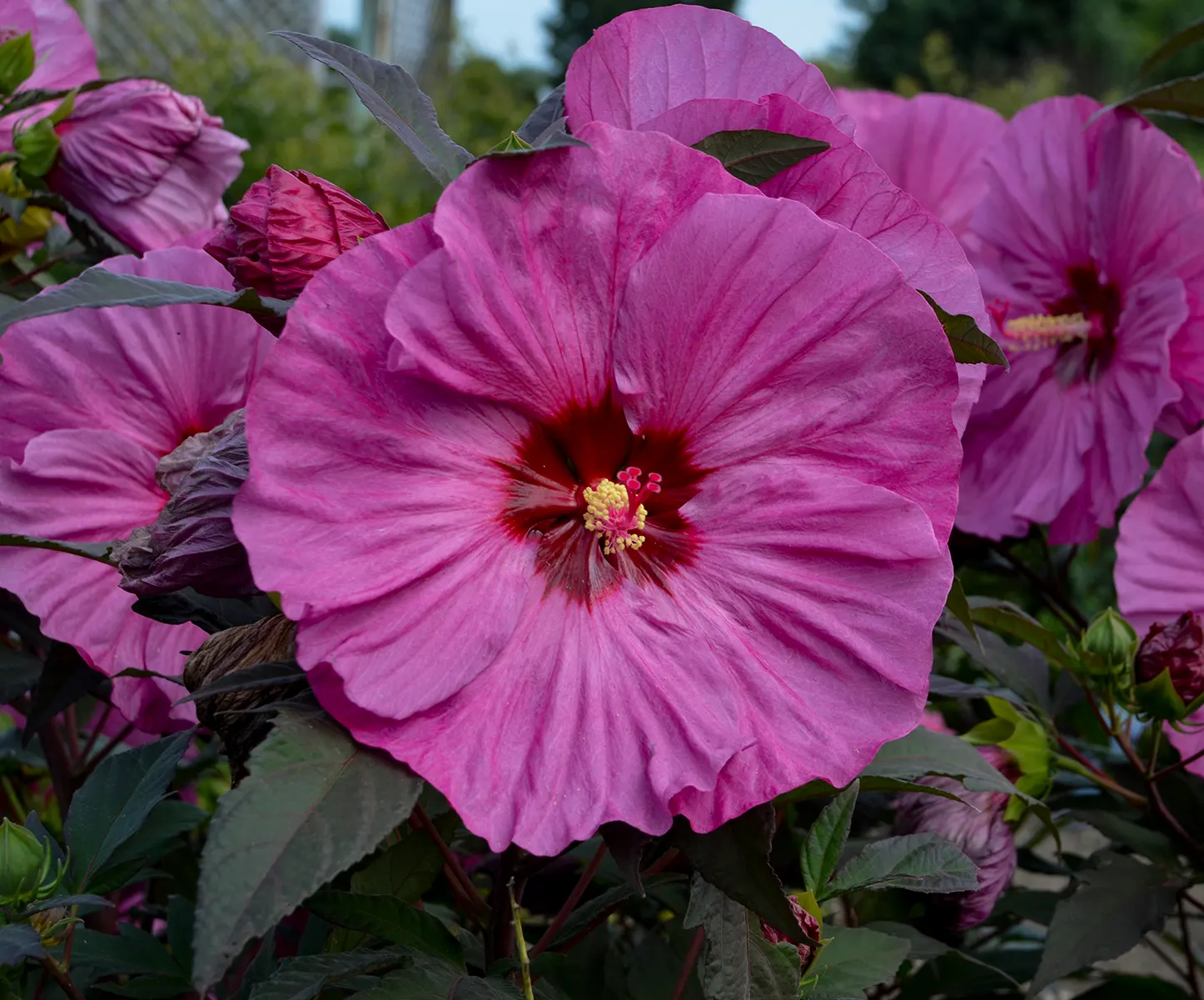 'Berry Awesome' Rose Mallow (Hibiscus hybrid) — The Hibiscus hybrid 'Berry Awesome' is a hardy perennial rose mallow with midnight-green foliage and huge