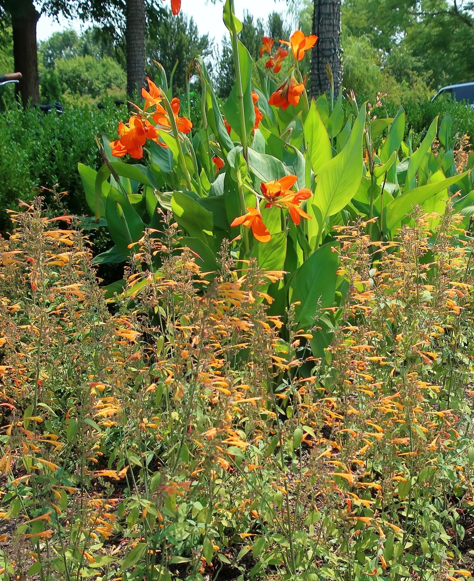 Coronado Anise Hyssop (Agastache Aurantiaca 'Coronado') — is a vibrant perennial with warm