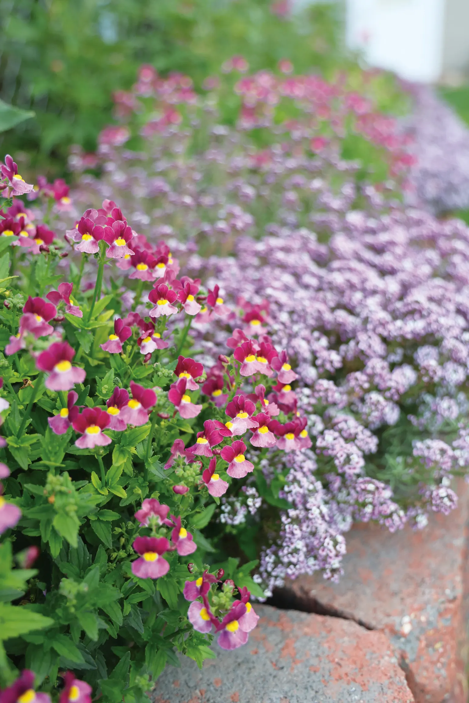 Mulberry™ Nemesia (Nemesia fruticans) — It grows 10-18 inches tall and 12-18 inches wide