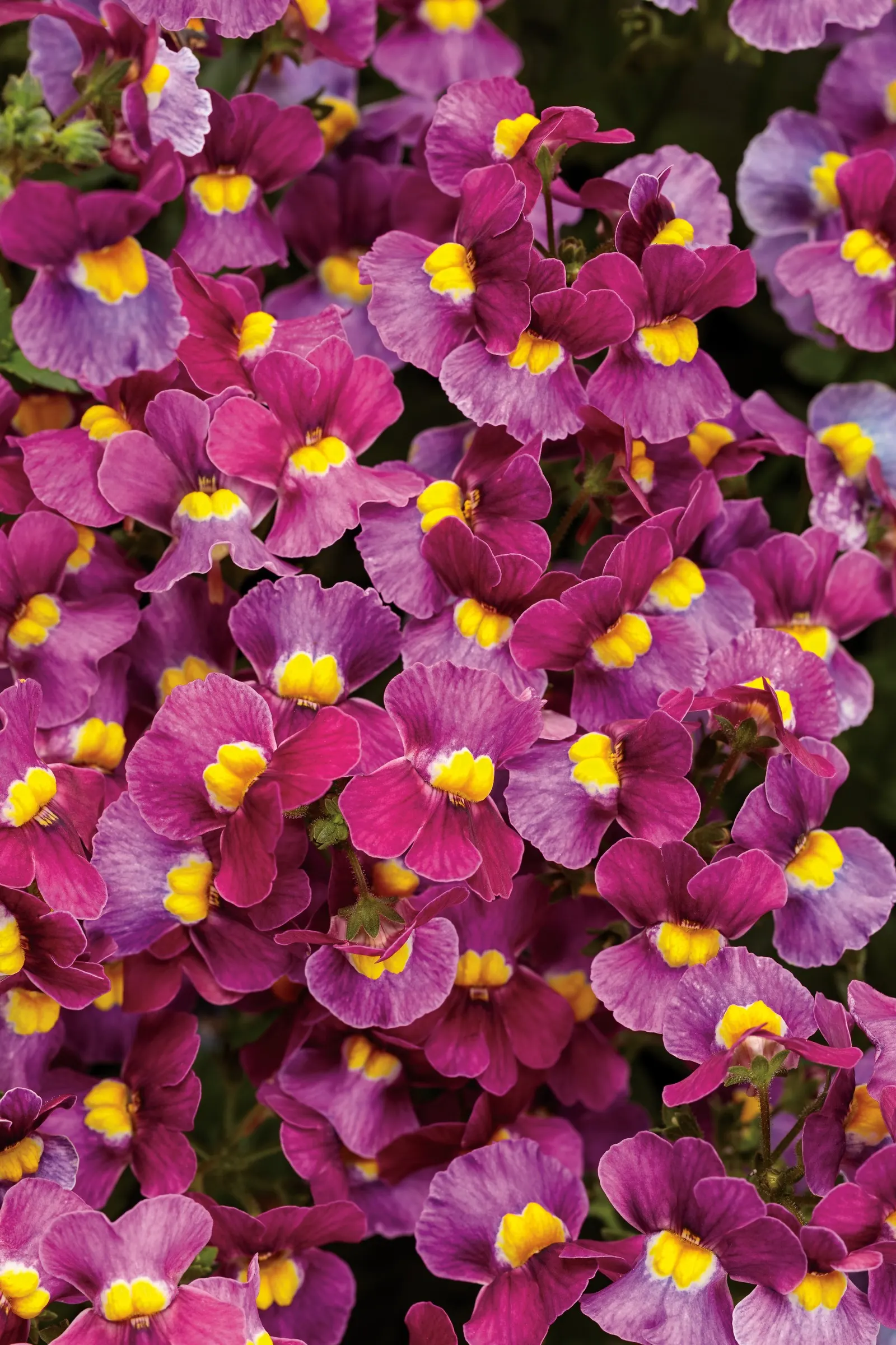 Mulberry™ Nemesia (Nemesia fruticans) — making a polished filler for containers
