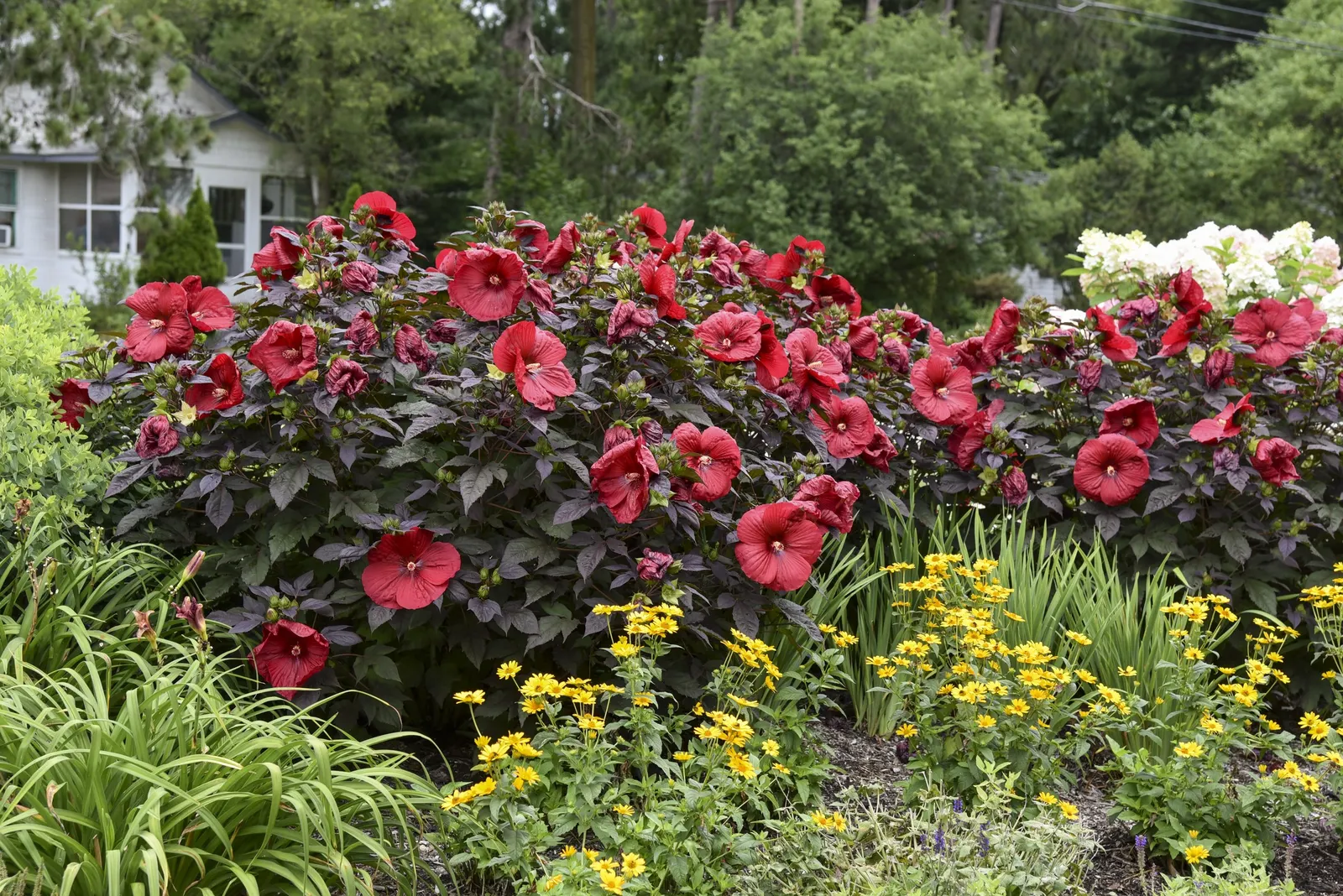 'Holy Grail' Rose Mallow (Hibiscus hybrid) — Deadheading will improve the appearance of the plant, but is not necessary for continued bloom