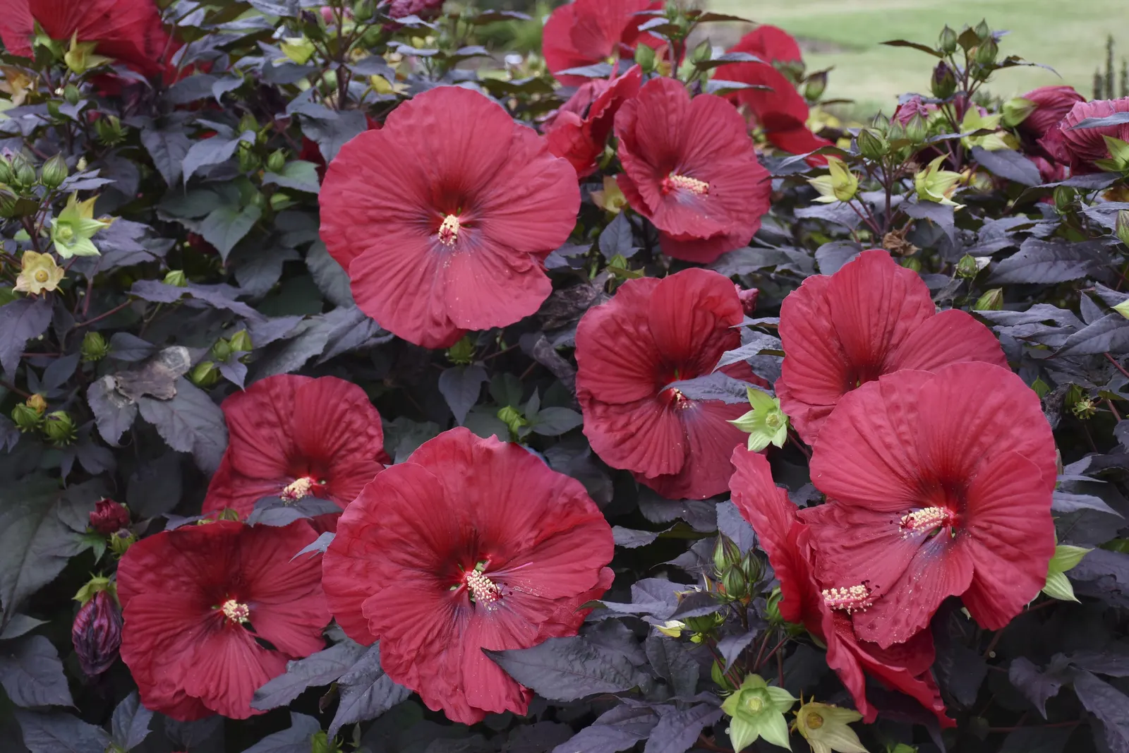 'Holy Grail' Rose Mallow (Hibiscus hybrid) — and should be heavily mulched the first winter