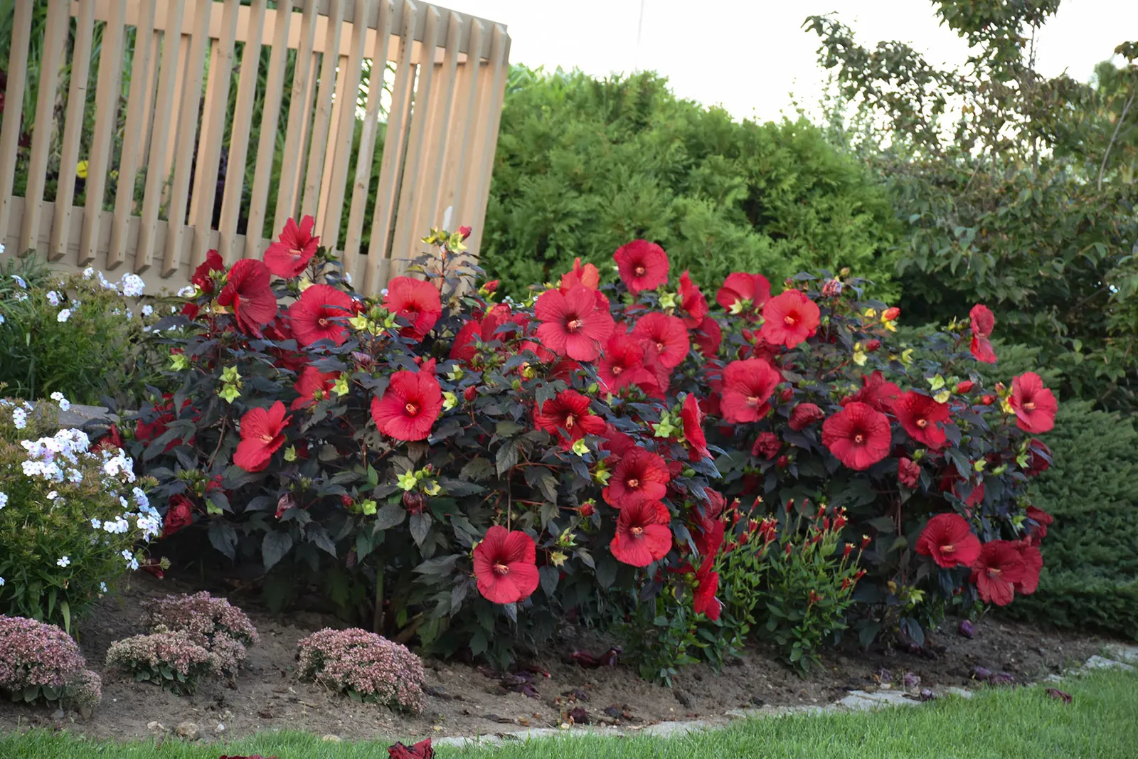 'Holy Grail' Rose Mallow (Hibiscus hybrid) — Incredibly dark, near-black foliage holds 8-9” deep red flowers