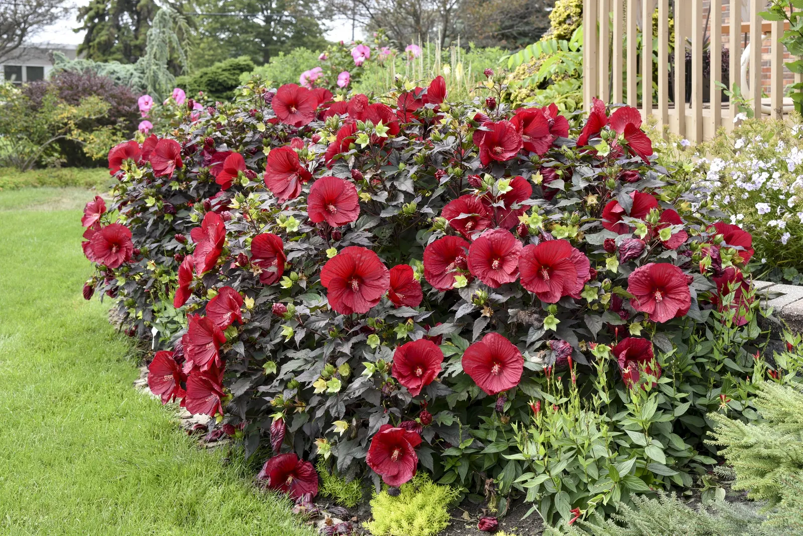 'Holy Grail' Rose Mallow (Hibiscus hybrid) — Keeping these plants watered will result in larger flowers and lush foliage