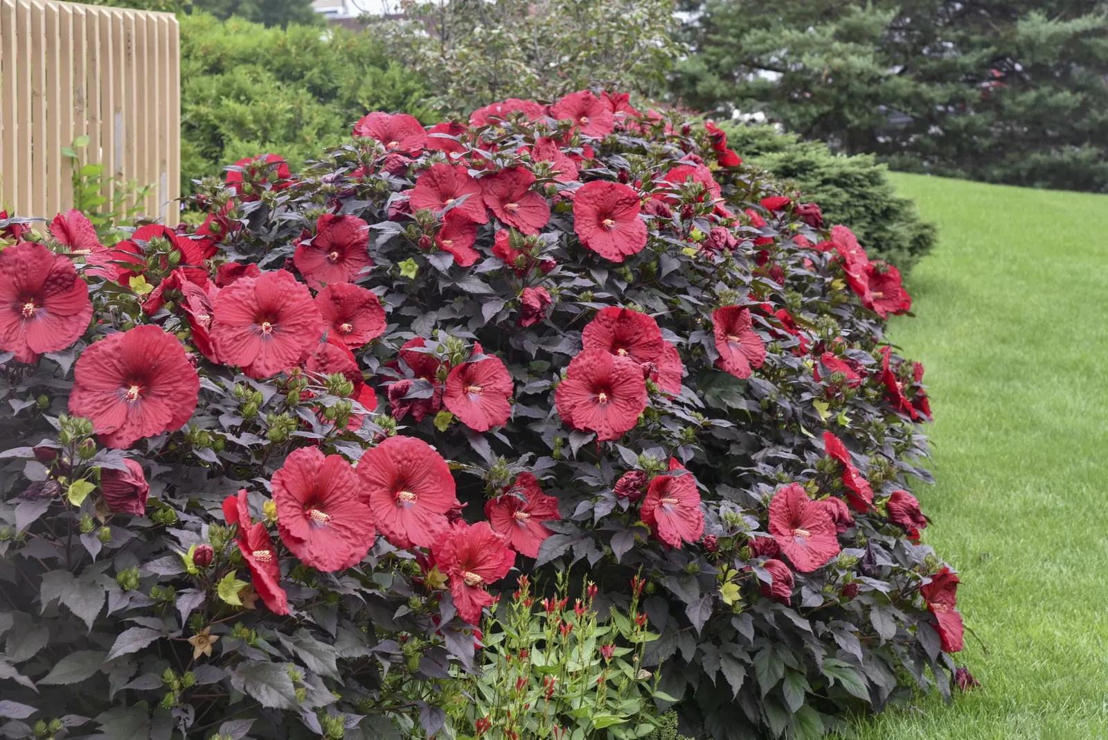 'Holy Grail' Rose Mallow (Hibiscus hybrid) — Use Rose Mallow hibiscus as a focal point to your garden and be delighted in mid to late summer.