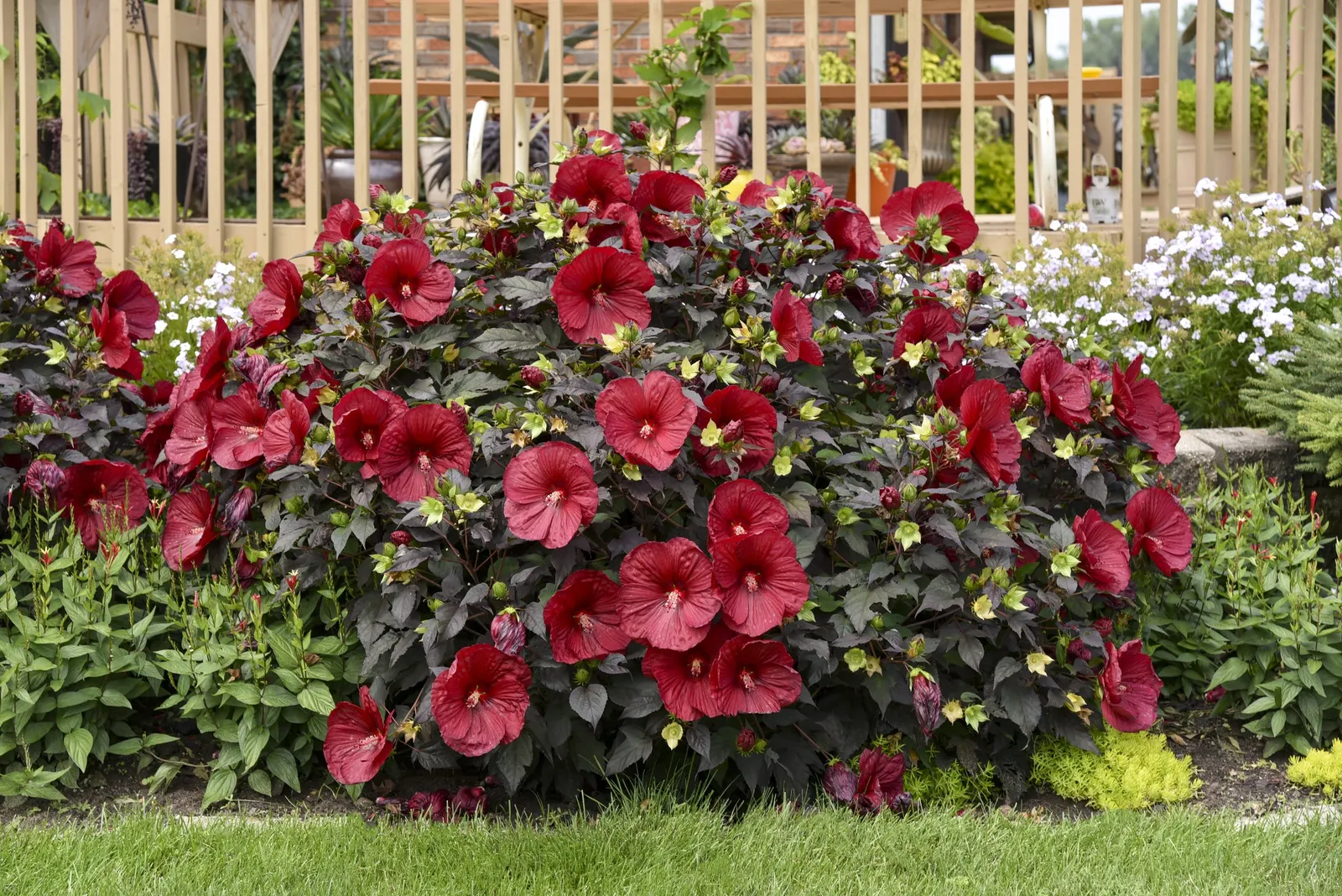 'Holy Grail' Rose Mallow (Hibiscus hybrid) — Summerific Holy Grail Hibiscus love the sun and need moist