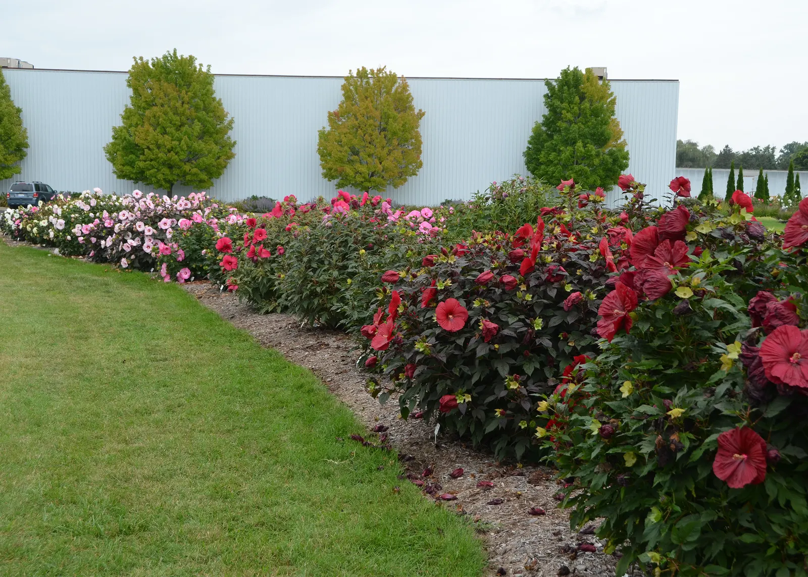 'Holy Grail' Rose Mallow (Hibiscus hybrid) — Proven Winners - Summerific® 'Holy Grail' - Rose Mallow - Hibiscus hybrid red deep red plant details