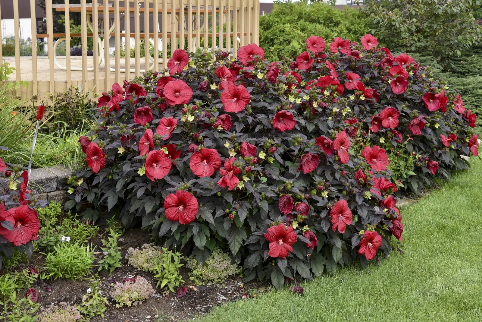 'Holy Grail' Rose Mallow (Hibiscus hybrid) — information and resources